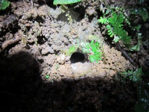 Tarantula hole, Arenal      